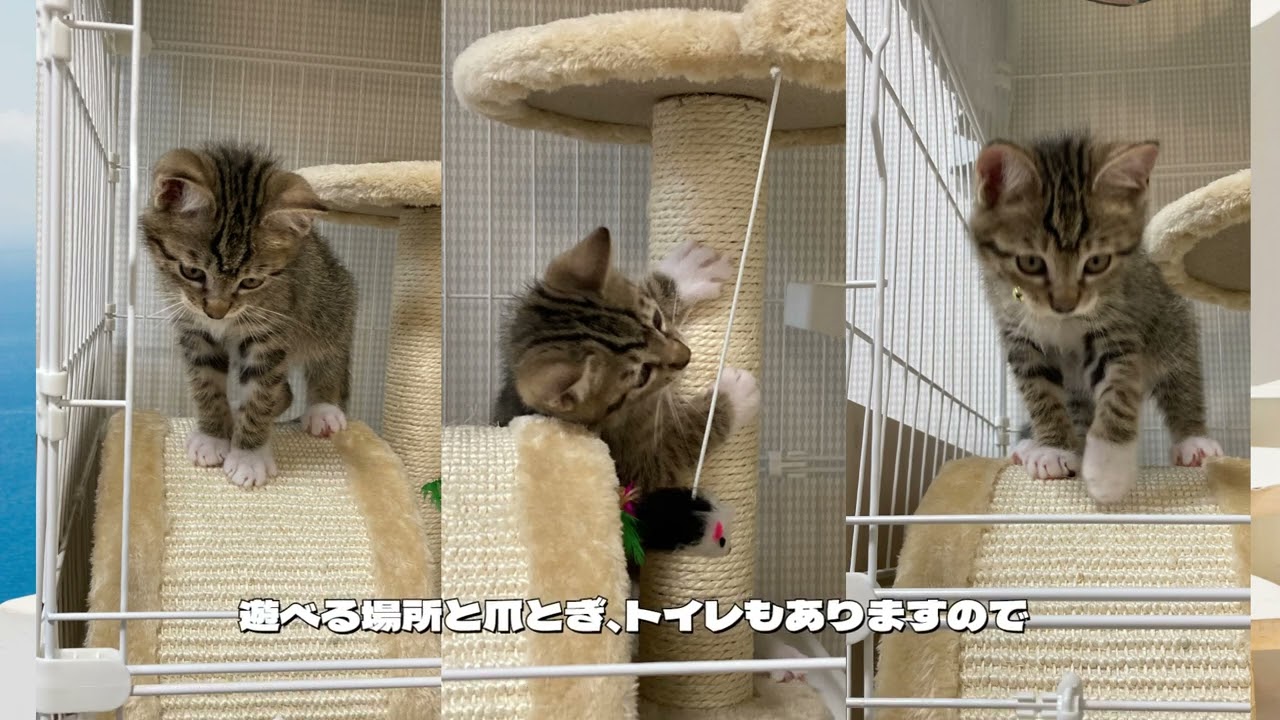 ロキくんの部屋 202309 Vol 97