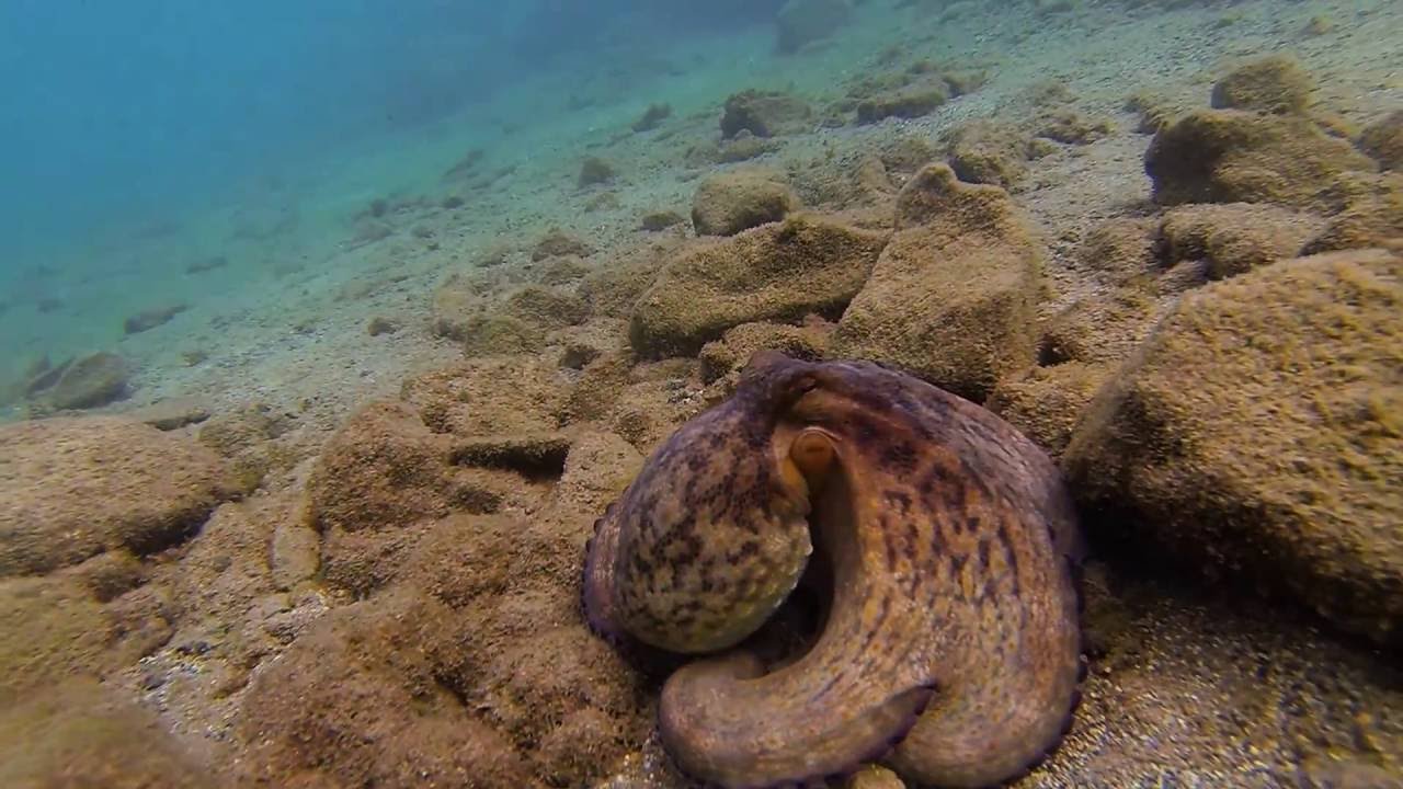 Octopuss and angel shark in Fuerteventura