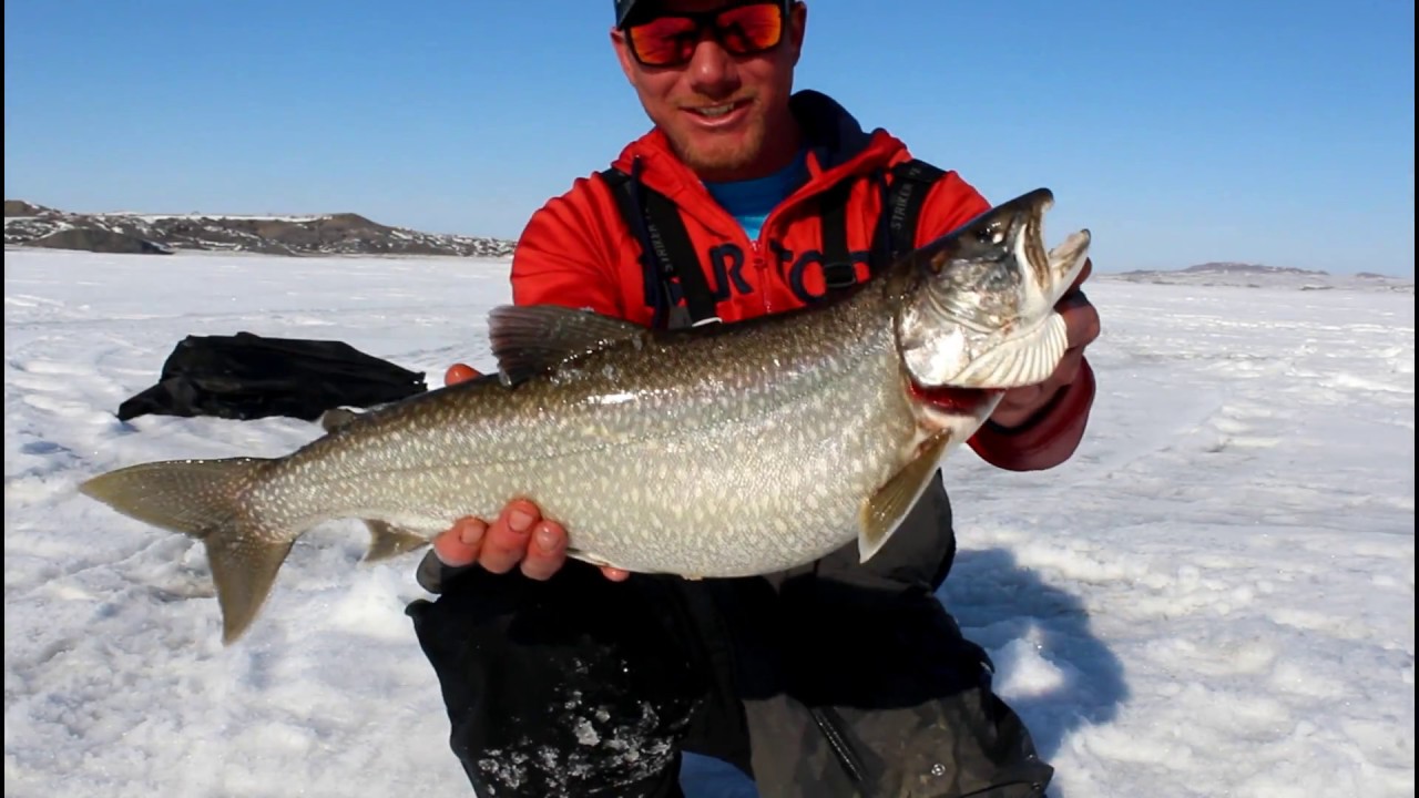 Fort Peck ice fishing (lake trout before lunch)
