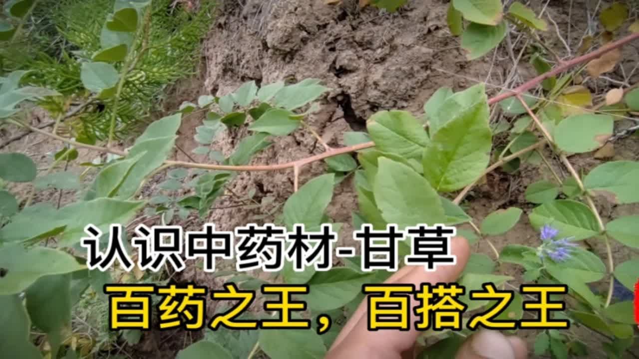 认识中药材-甘草，百药之王，止咳之王野生环境下长的特慢