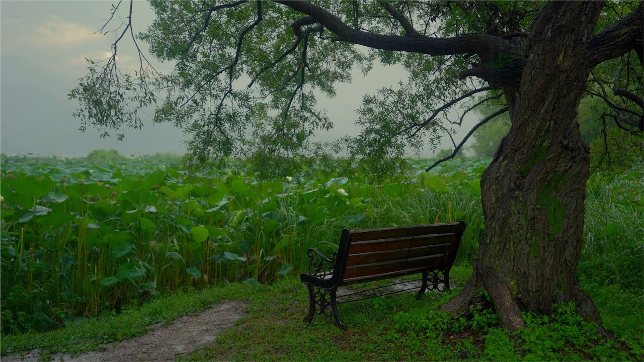 Thunder and Rain Sounds for Sleeping 30 Minutes | Bench