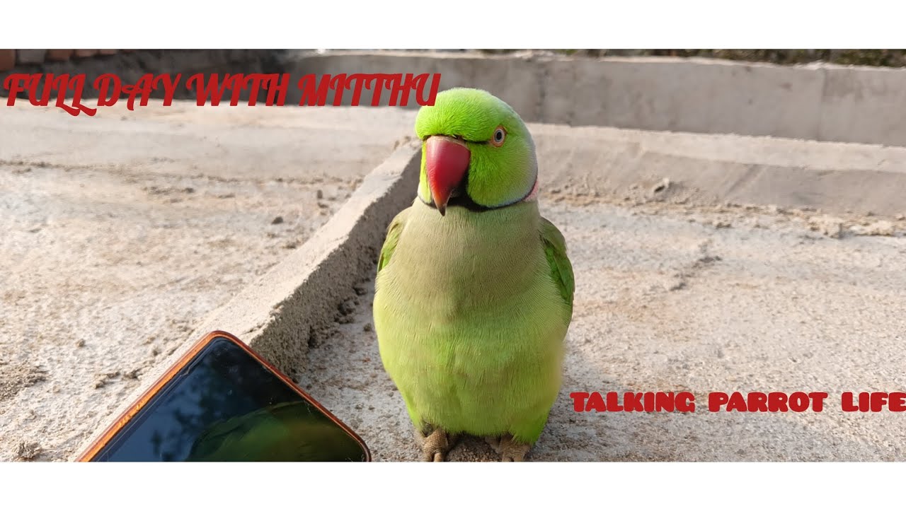 A Day With My Talking Parrot Mitthu🦜| Masti, Talks & Sleepy Cuteness#viral#desi #explore #viralvideo