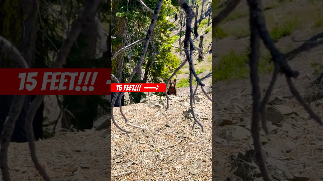 Called a Bear to 15 Feet&hellip; and Didn&rsquo;t Die 😳 #THEQUOTA #BearHunting #PredatorCall #CloseCall