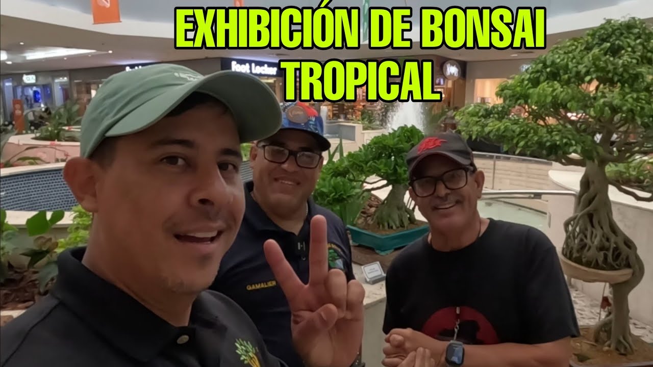 Exhibición de Bonsai en Mayagüez Puerto Rico