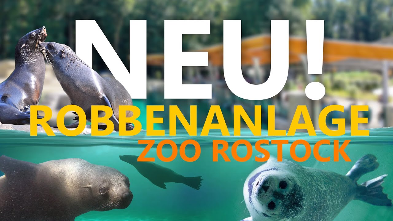Zoo Rostock: Kann die neue Robbenanlage überzeugen?
