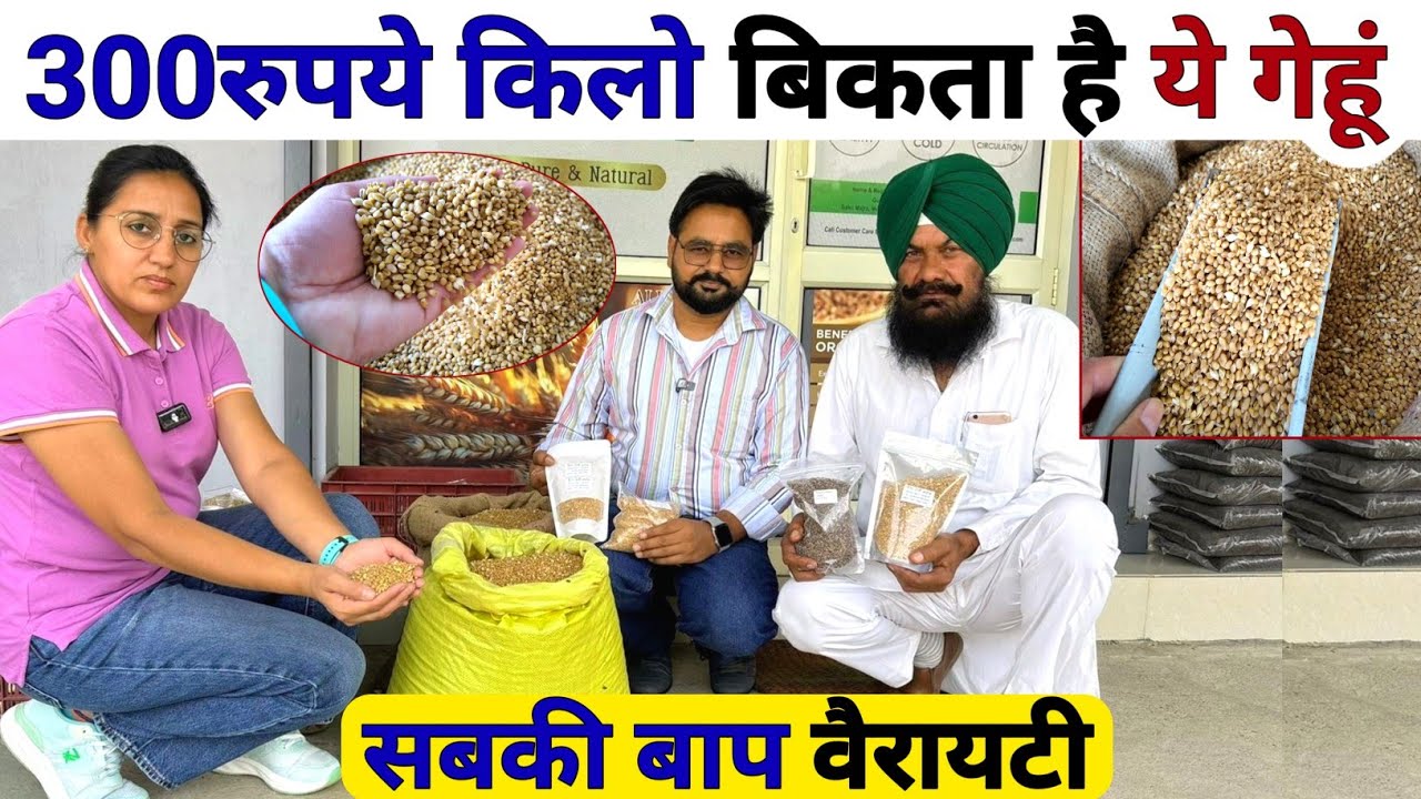 300रुपये किलो तक बिकता है🌾यह गेहूं | Gehu ki Top Variety | gehu ki kheti | Profitable Farming |kheti