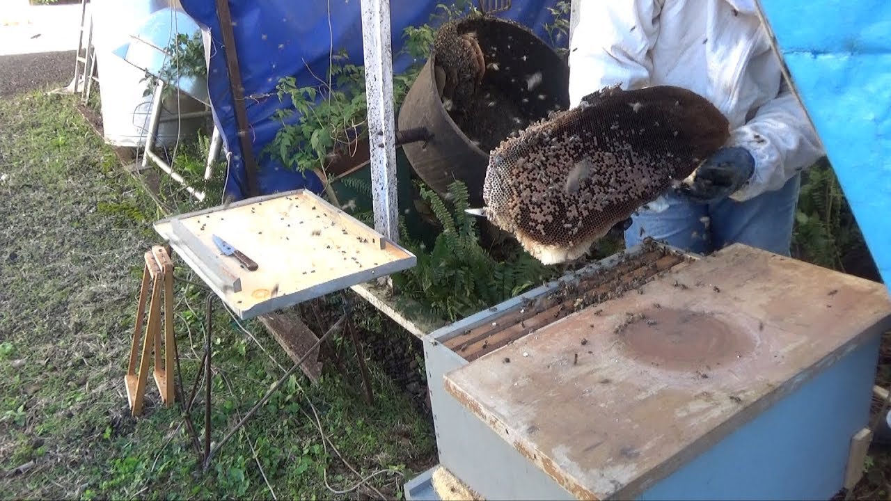 Enxame de Abelhas em Casa.   O que Fazer? - 07/06/19
