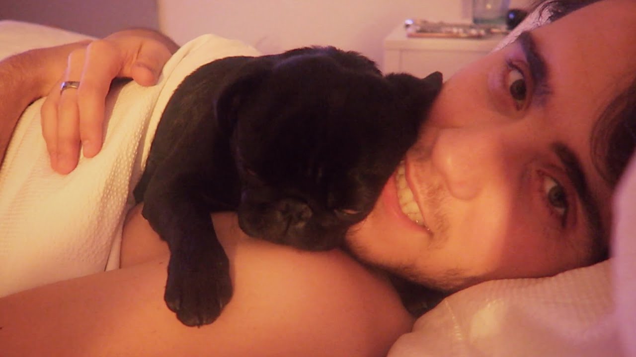 Pug Cuddles In Bed
