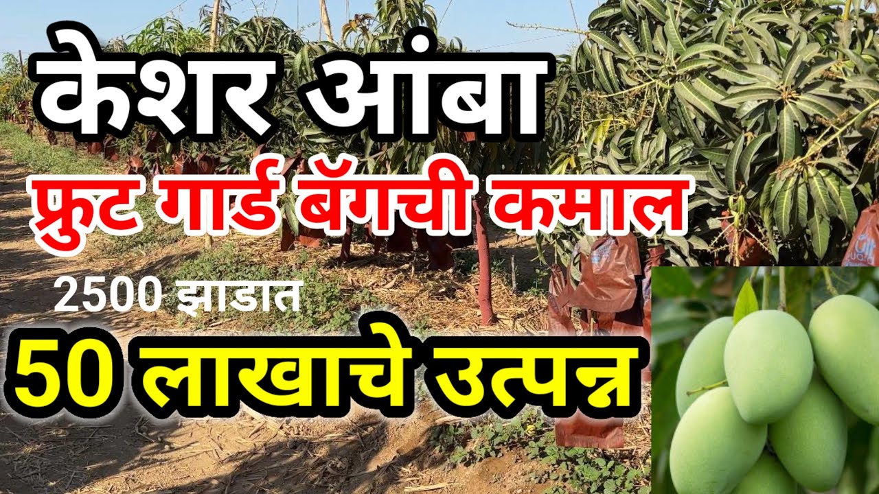 केशर आंबा लागवड माहिती/फ्रुट बॅग ची कमाल एकरी दह 10 लाखाचे उत्पन्न
