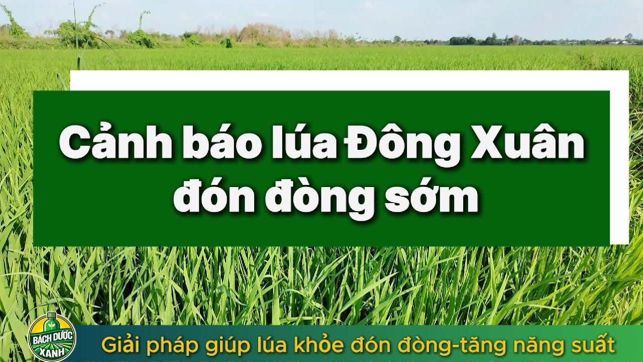 LÚA ĐÔNG XUÂN NĂM NAY ĐÓN ĐÒNG SỚM — CHĂM ĐÚNG ĐỂ ĐÒNG KHỎE, HẠT CHẮC, TĂNG NĂNG SUẤT