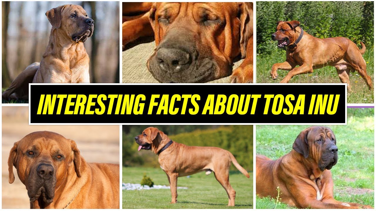 TOSA INU: Undisputed Fighter Dog of Japan