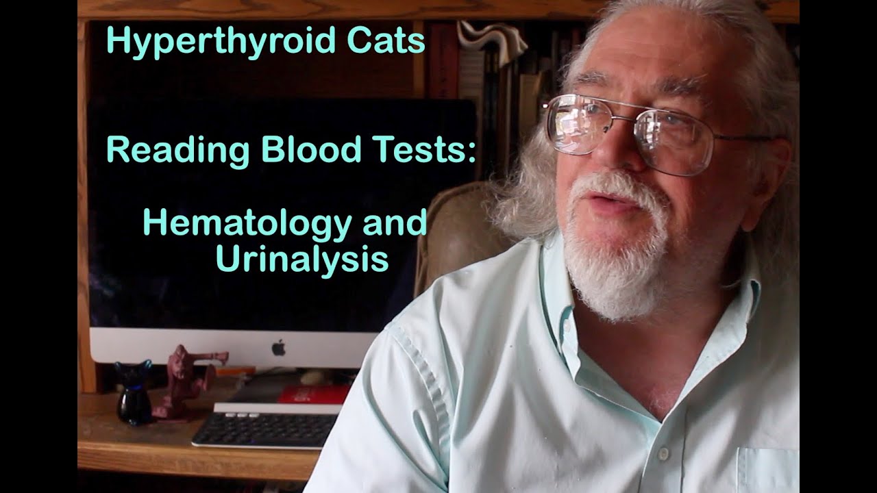 Hyperthyroid Cats:  Reading Blood Tests (Hematology and Urinalysis)