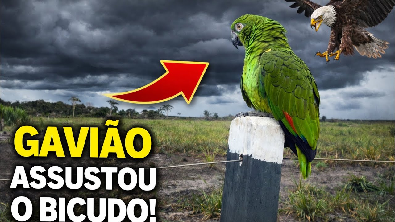 um gavião apareceu e deixou o Bicudo com muito medo! 🦅