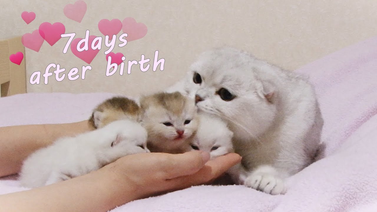 7 дней после рождения - Симпатичные шотландские вислоухие котята и их мама Айлин
