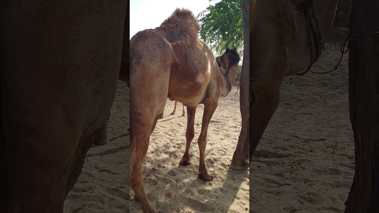 Beautiful Camel Group Short