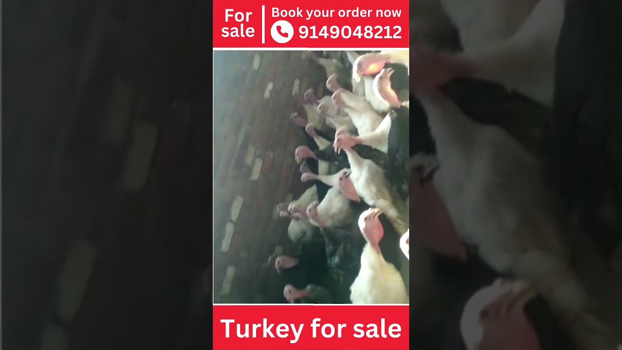 Turkey for sale |  Bater | Quail Bater
