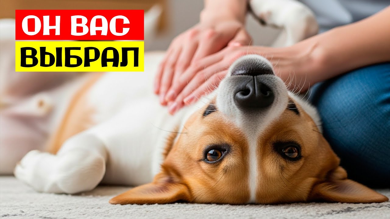 🐕 20 ПРИЗНАКОВ Того, Что Ваша Собака СЧИТАЕТ Вас ЛУЧШИМ Хозяином