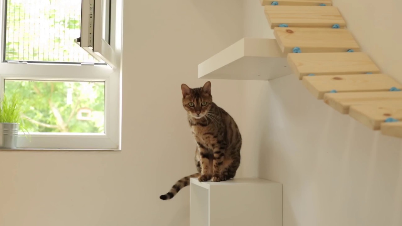 The Great Catsby - Luxury Cat Hotel UK