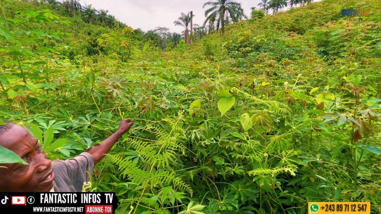 10 HECTARES DES MANIOCS PRET  A RECOLTER  AU VILLAGE KIMBI YA VANGA
