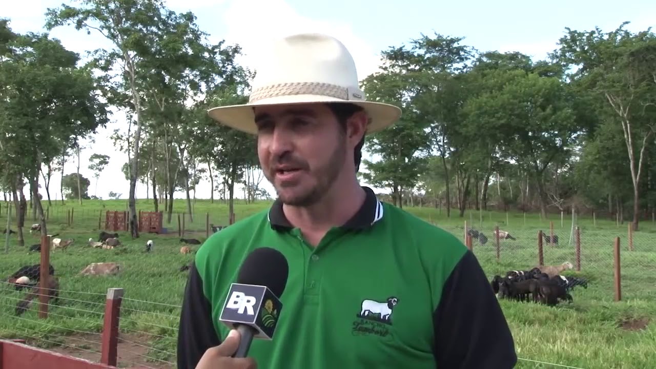 Criação de cordeiros em Balsas Maranhão