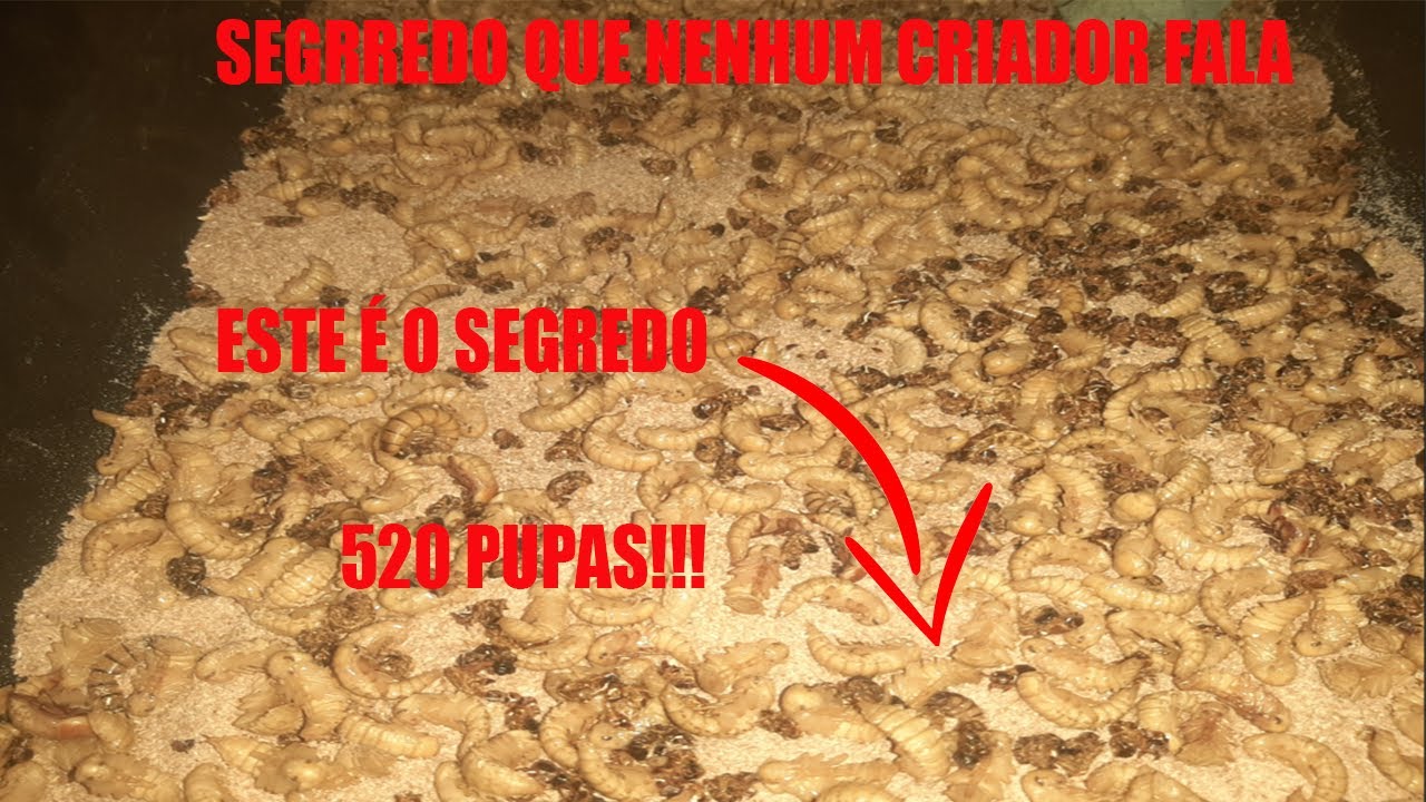 SEGREDO DOS TENÉBRIOS GIGANTE!!!! O QUE NINGUÉM FALA TA AQUI !!!
