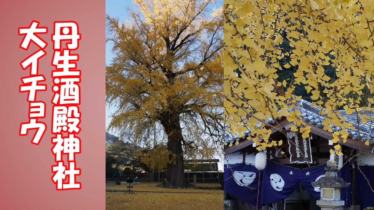 丹生酒殿神社の大イチョウ2025