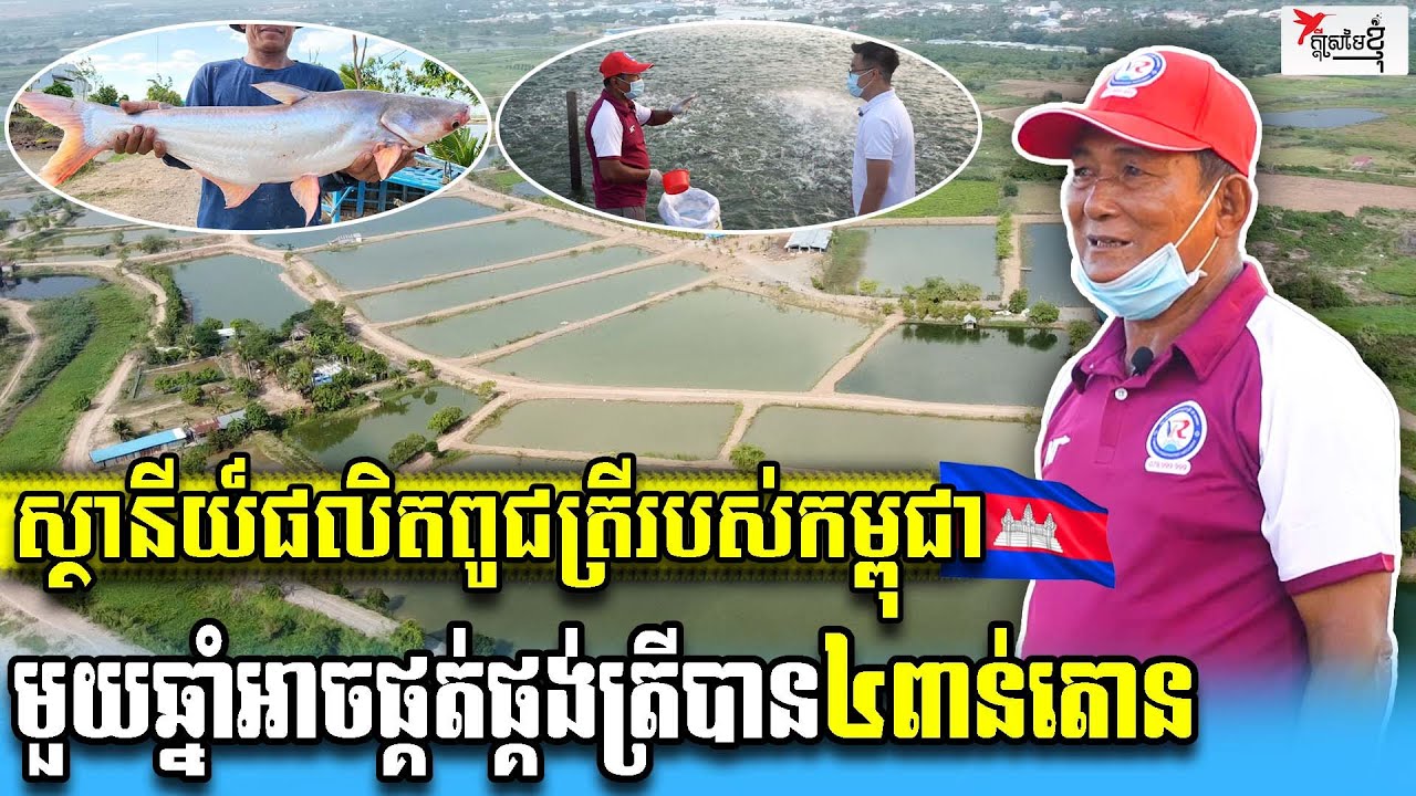 ស្ថានីយ៍ចិញ្ចឹមពូជត្រីធំមួយរបស់កម្ពុជា ដែលមានទំហំ៧៥ហិកតា មួយឆ្នាំអាចផ្គត់ផ្គង់ត្រីបាន៤ពាន់តោន