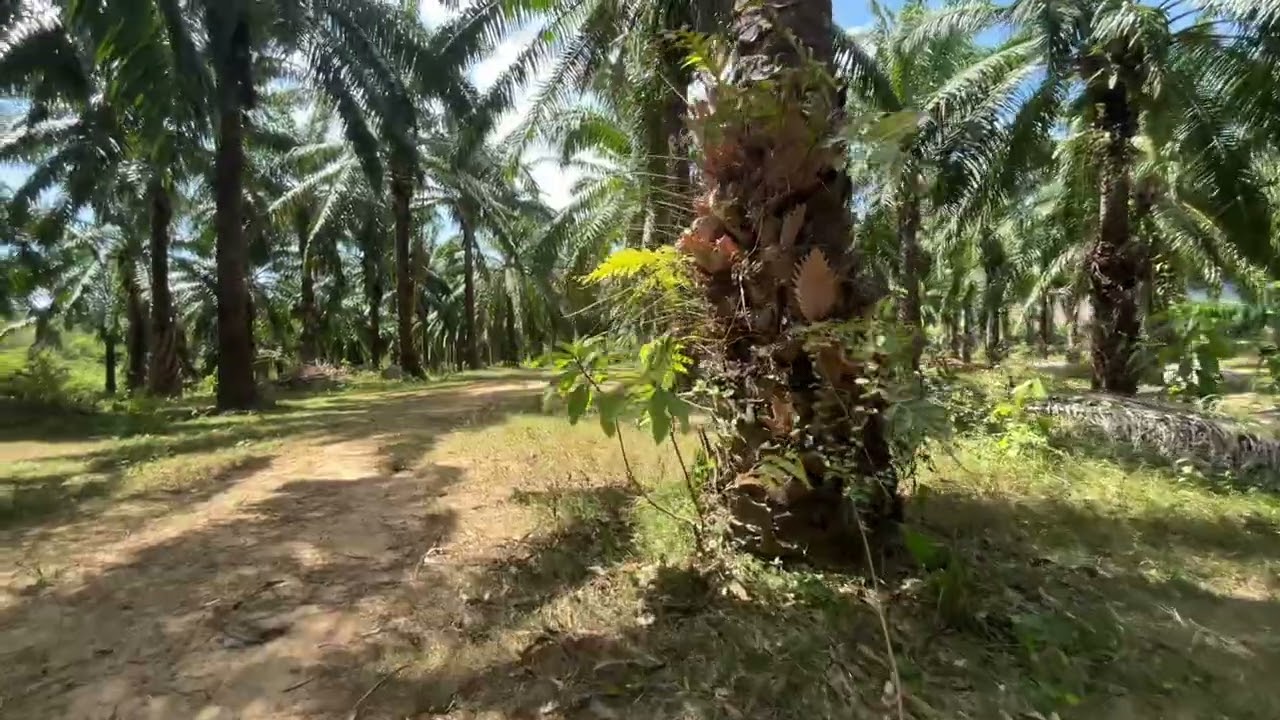 Long-Term Land for Rent – Mountain View Location on Klong Son–Klong Muang Road