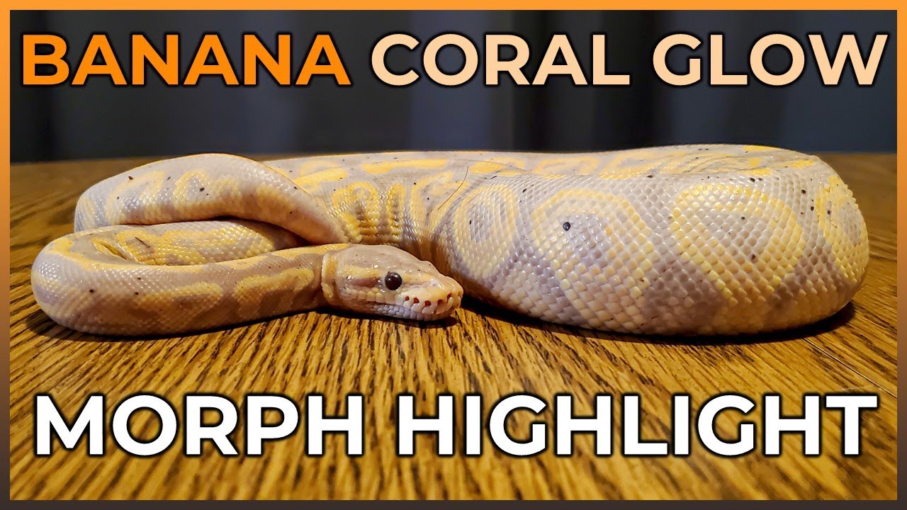 Understanding the Confusing Banana and Coral Glow Ball Python Gene!
