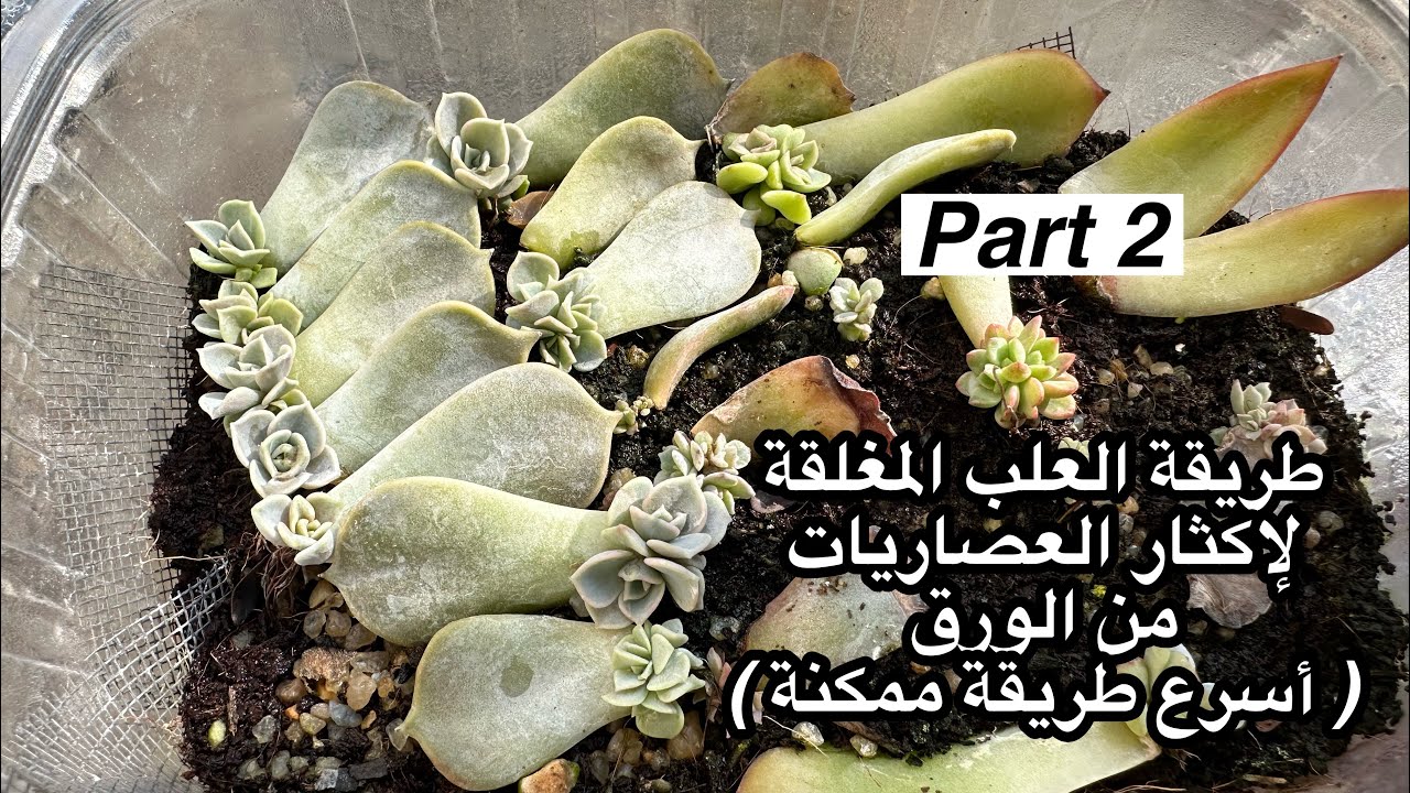 ( الجزء الثانى ) إكثار العصاريات بالورق بطريقة العلب المغلقة Mini greenhouse for leaf  propagation