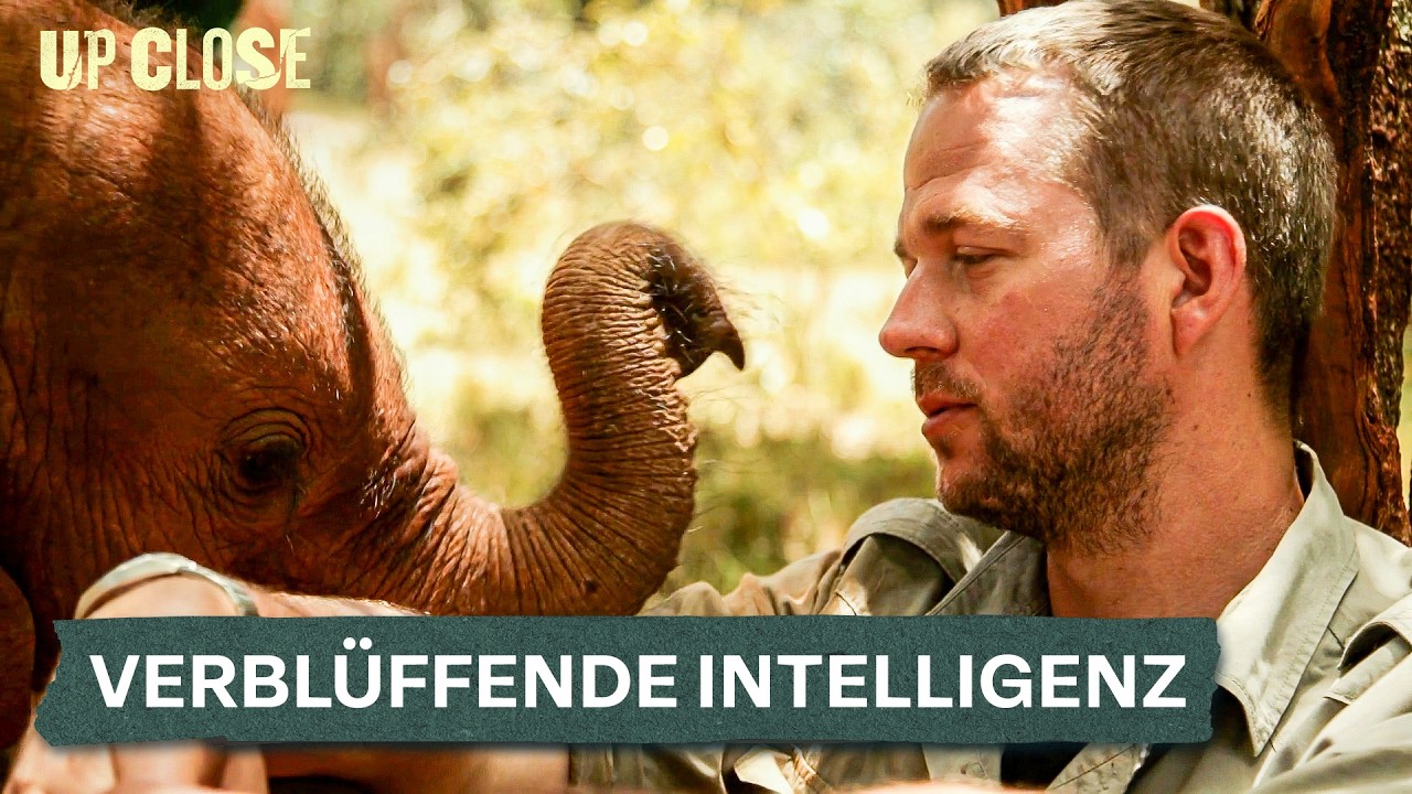 Tierische Genies: Was wir von ihnen über Intelligenz lernen können