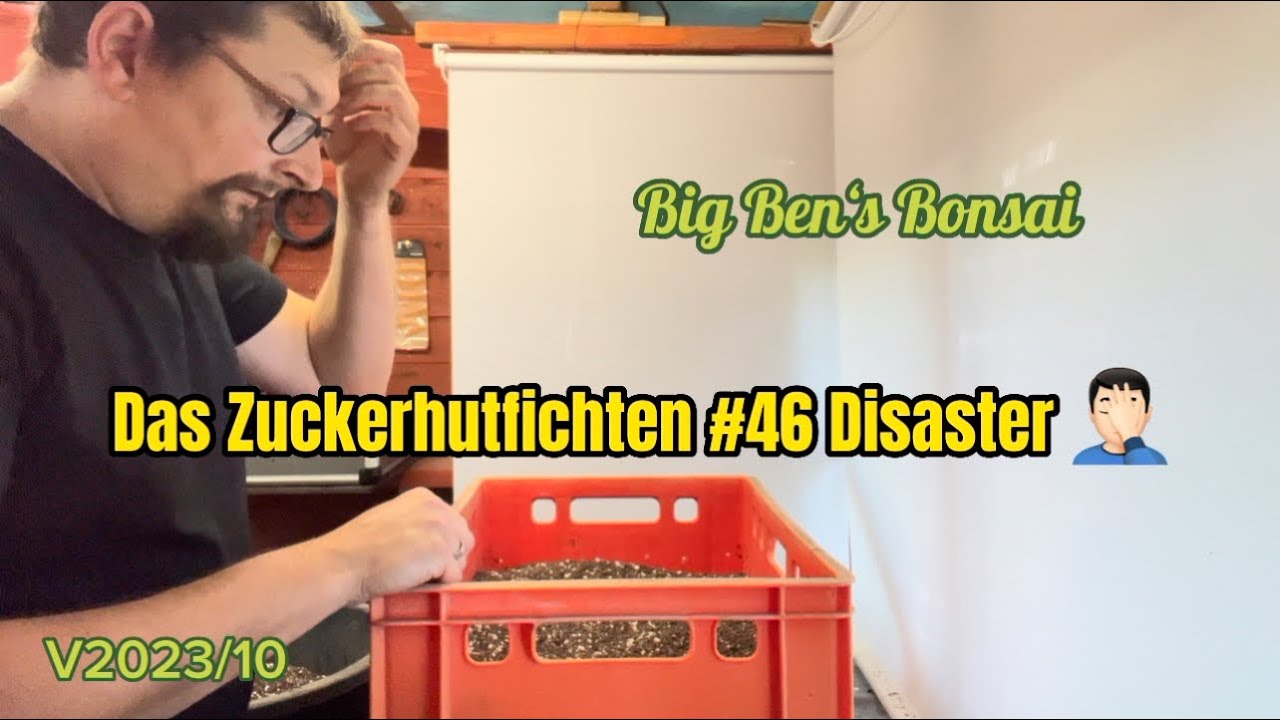 Big Ben's Bonsai V2023/10 Das Zuckerhutfichten #46 Disaster 🤦🏻‍♂️