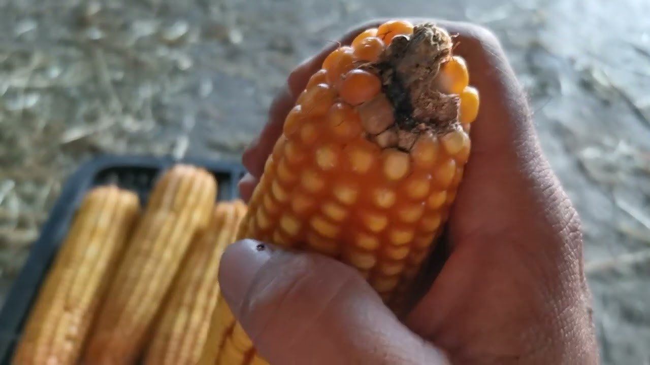 Como obtener/sacar la semilla de maíz para siembra.