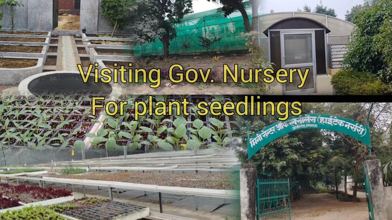 Visiting Government Nursery for plant seedlings🌱