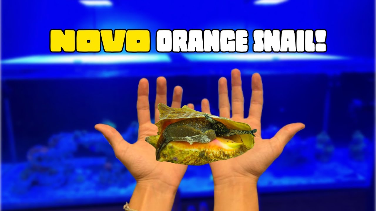Adicionando um ORANGE SNAIL ao meu AQUÁRIO MARINHO!