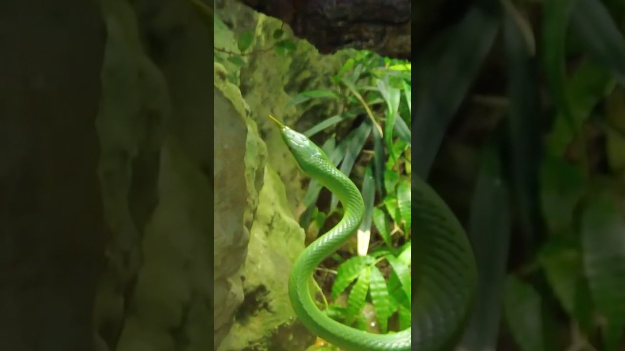 Green Snake Display At Malmo Castle In Sweden 🇸🇪