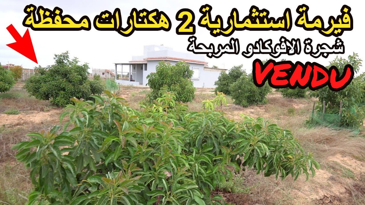 ✨لعشاق الاستثمار بالافوكادو فيرمة 2 هكتارات محفظة و مجهزة مع مداخيل كبيرة من اليوم الاول ✨تيفلت