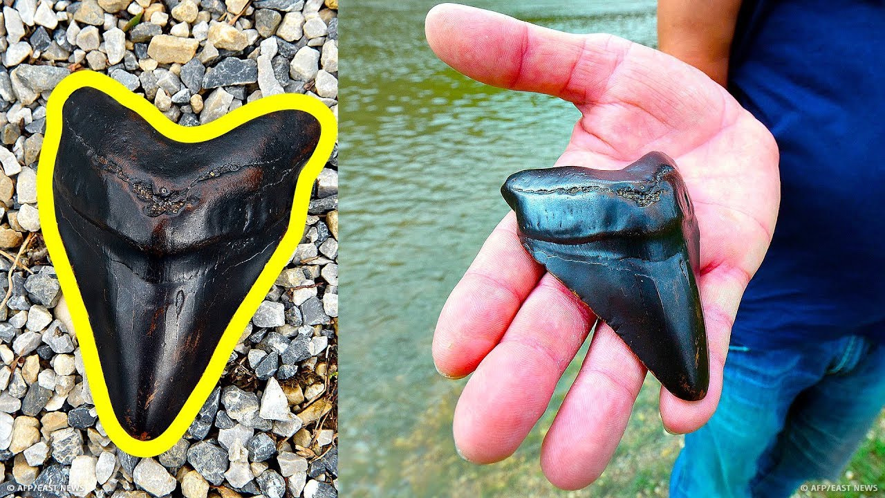 Come Trovare un Dente di Megalodonte e Quanto Potrebbe Valere