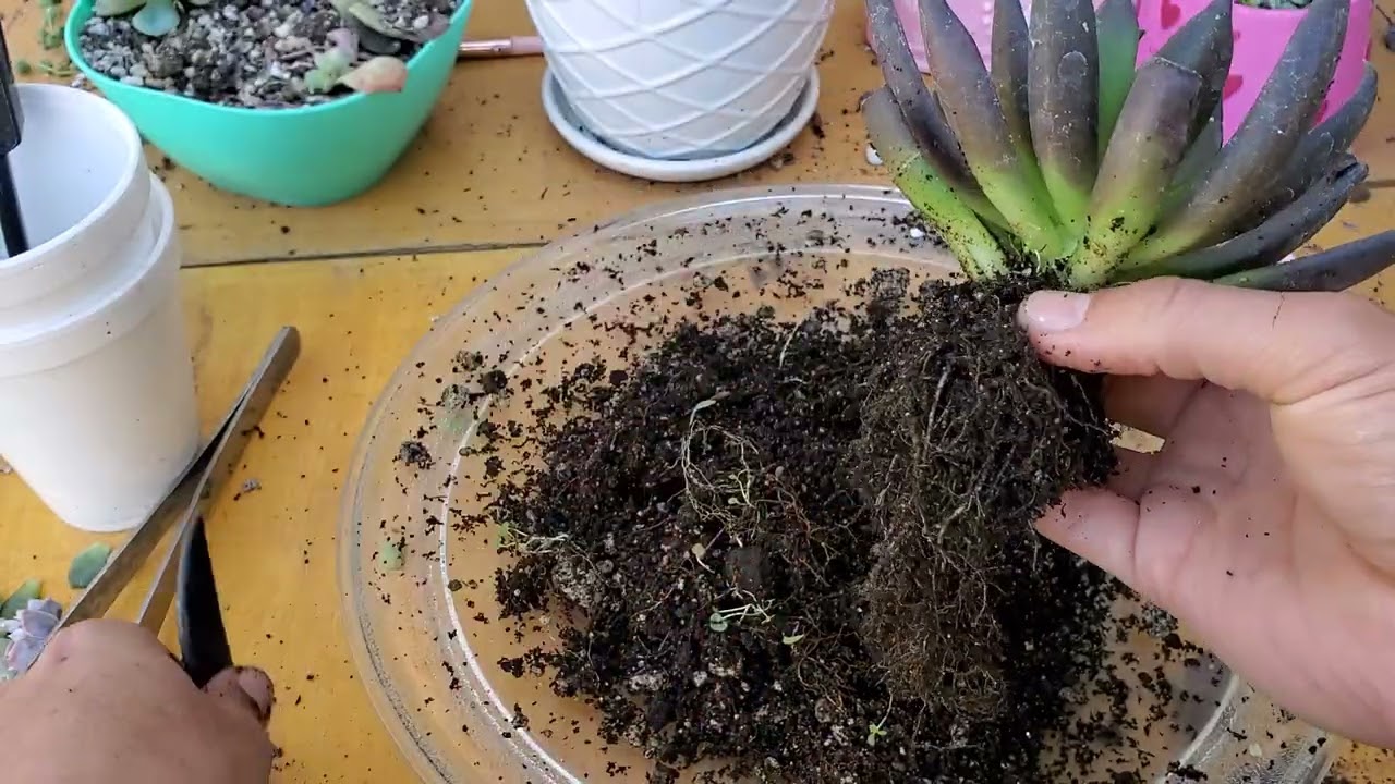 Será una Echeveria Affinis???