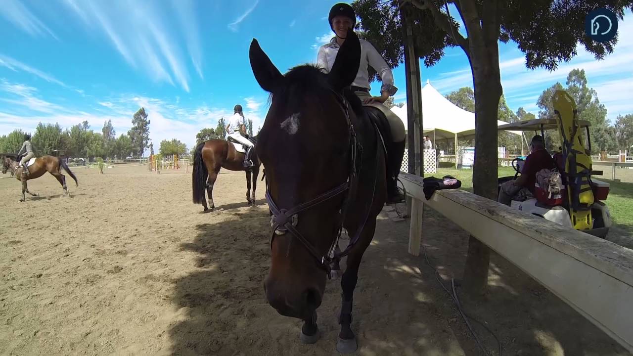 Into the Mind of a Show Horse