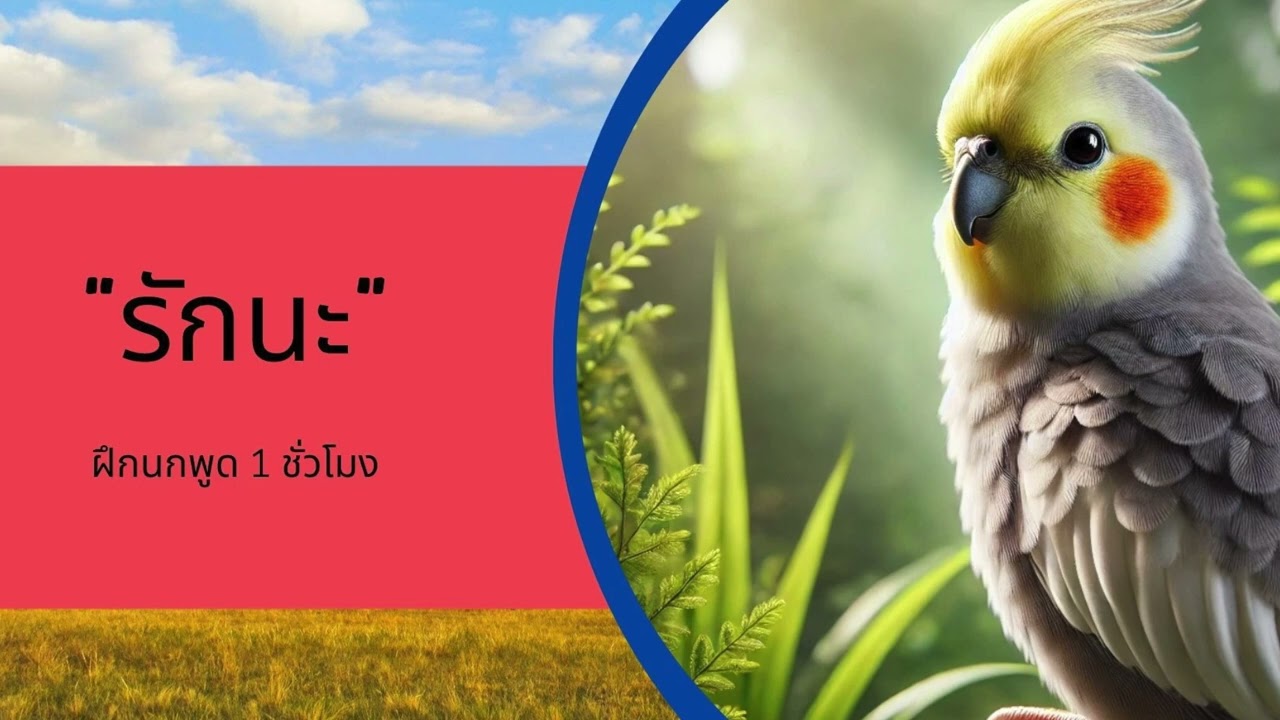 ฝึกนกแก้วพูด หัดนกพูด นกแก้วพูดได้ - รักนะ