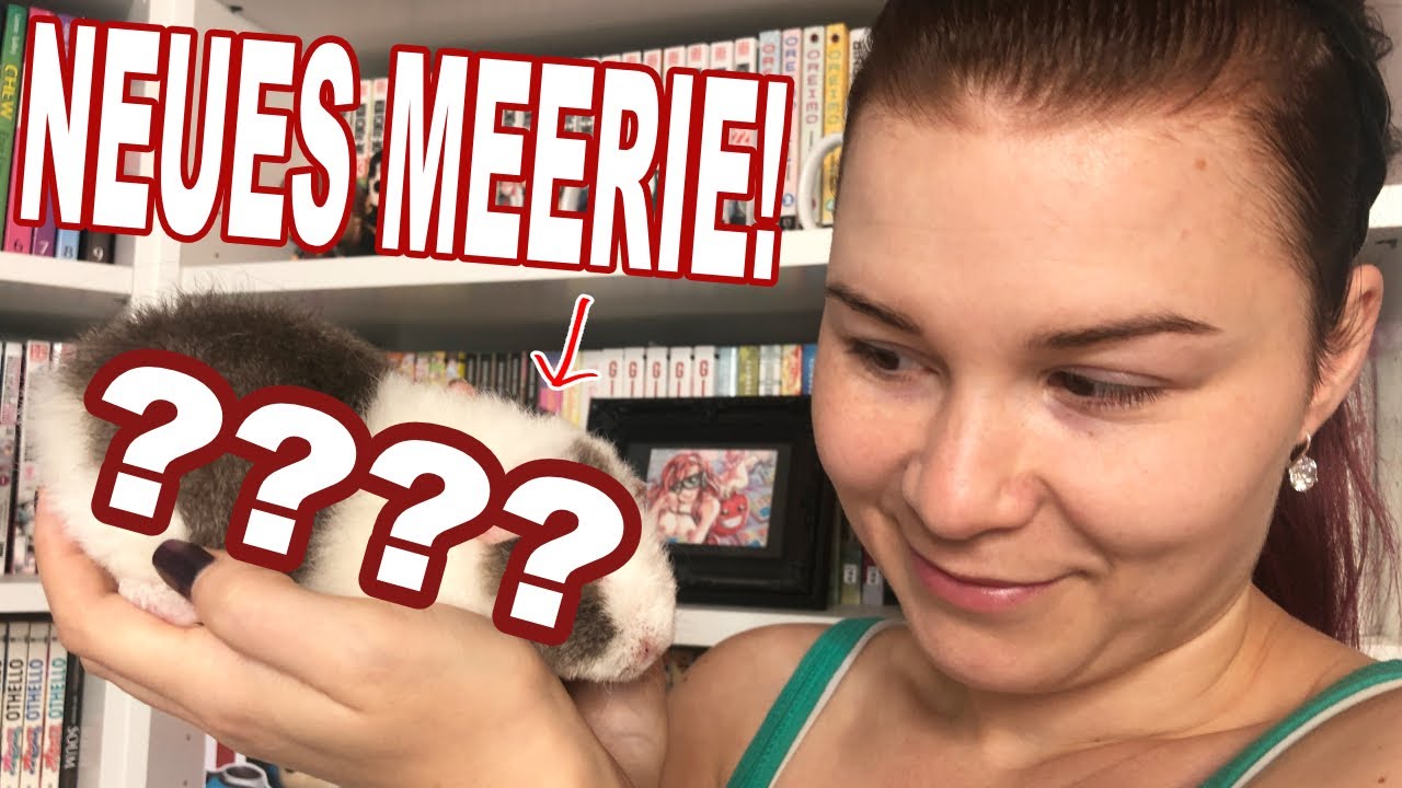 Wir holen unser NEUES und vorerst LETZTES Meerschweinchen! | Die Meeries