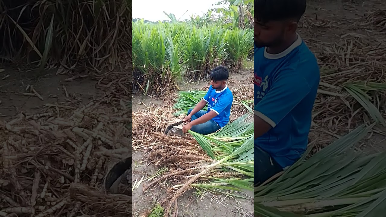 01710267181 ইন্দোনেশিয়ান স্মার্ট নেপিয়ার ঘাসের পরিপক্ব কাটিং।।  