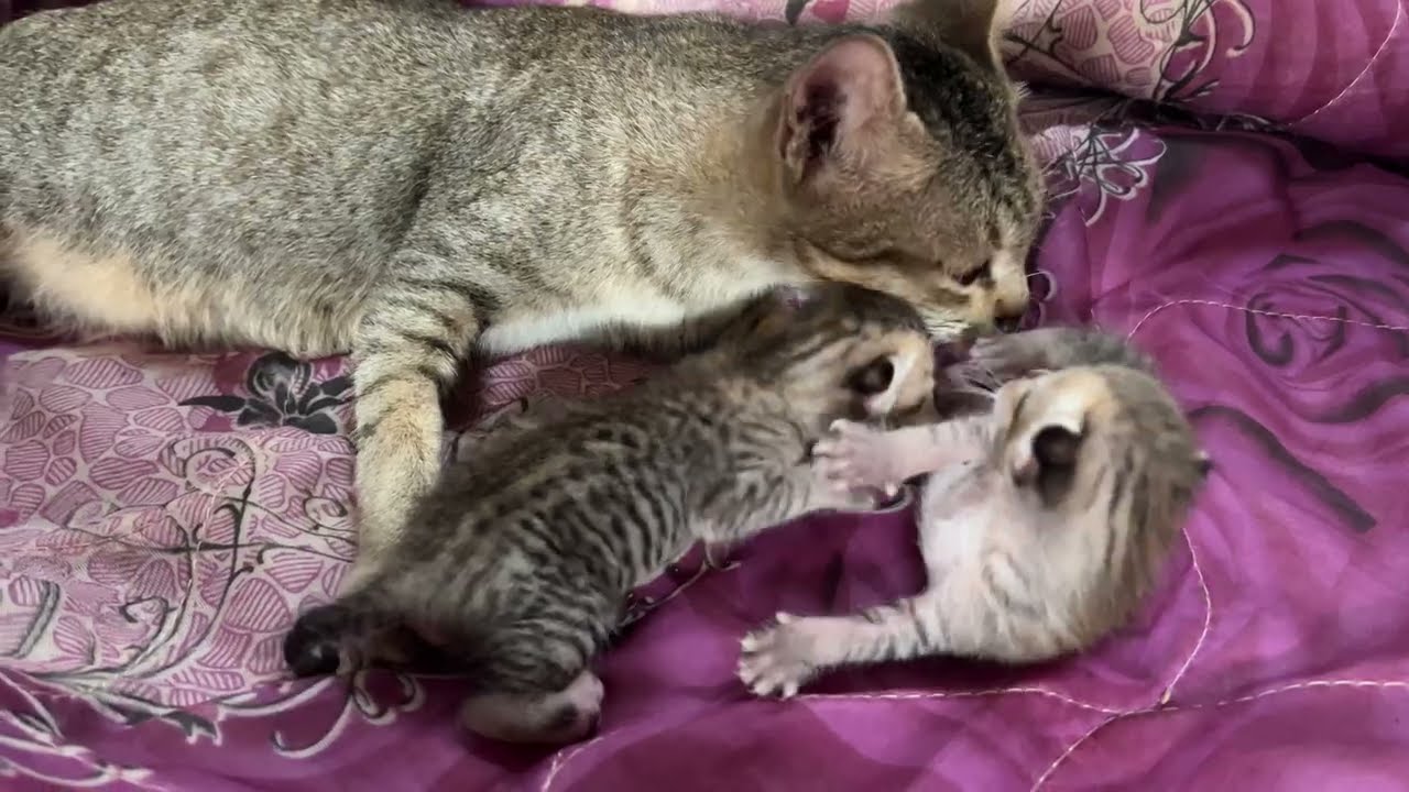 Tiny Newborn Kitten – 7 Days of Growth