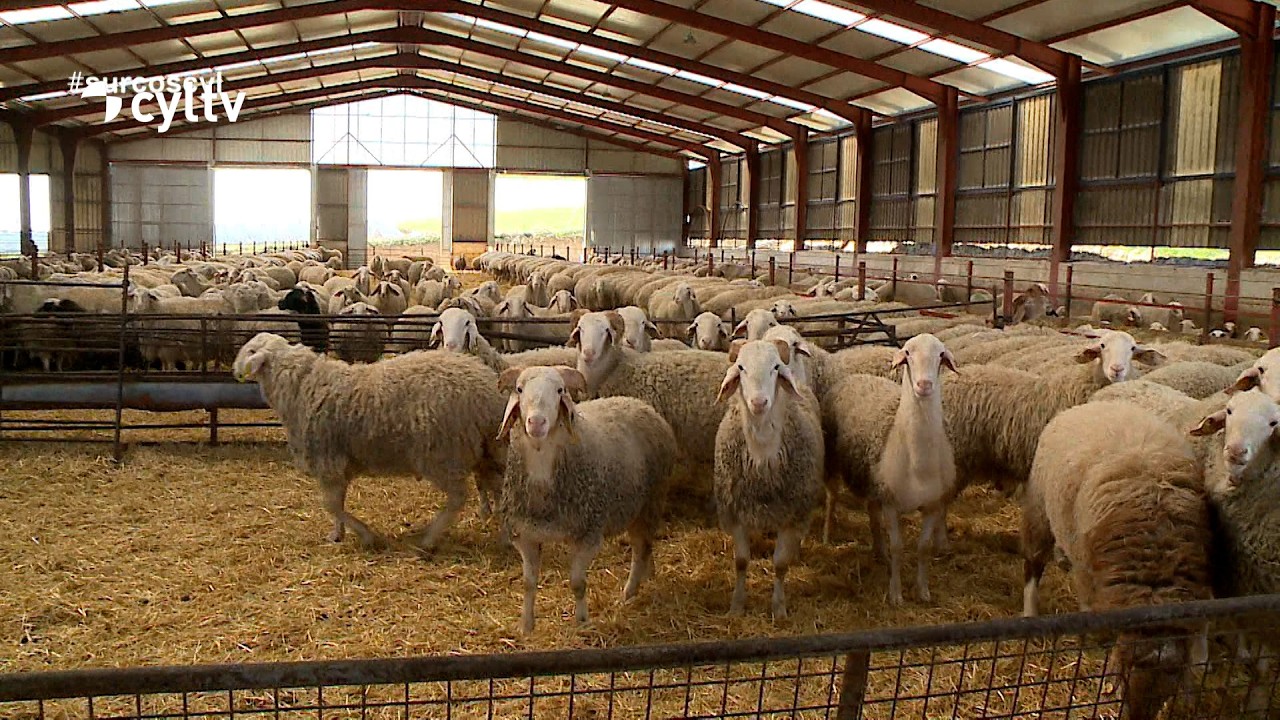 El sector ovino en Castilla y León al límite: cae la producción y el número de ganaderos