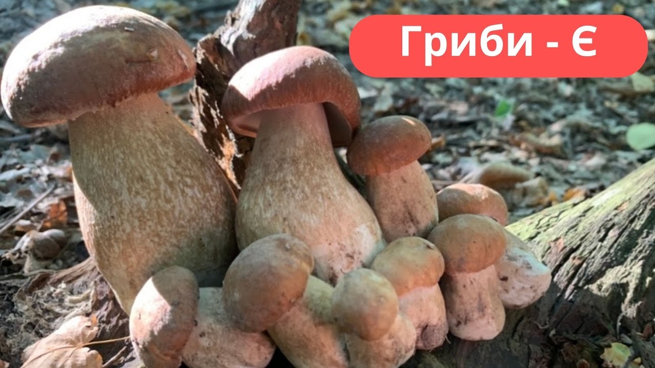 Збір Грибів🍄Осінні Білі Гриби!