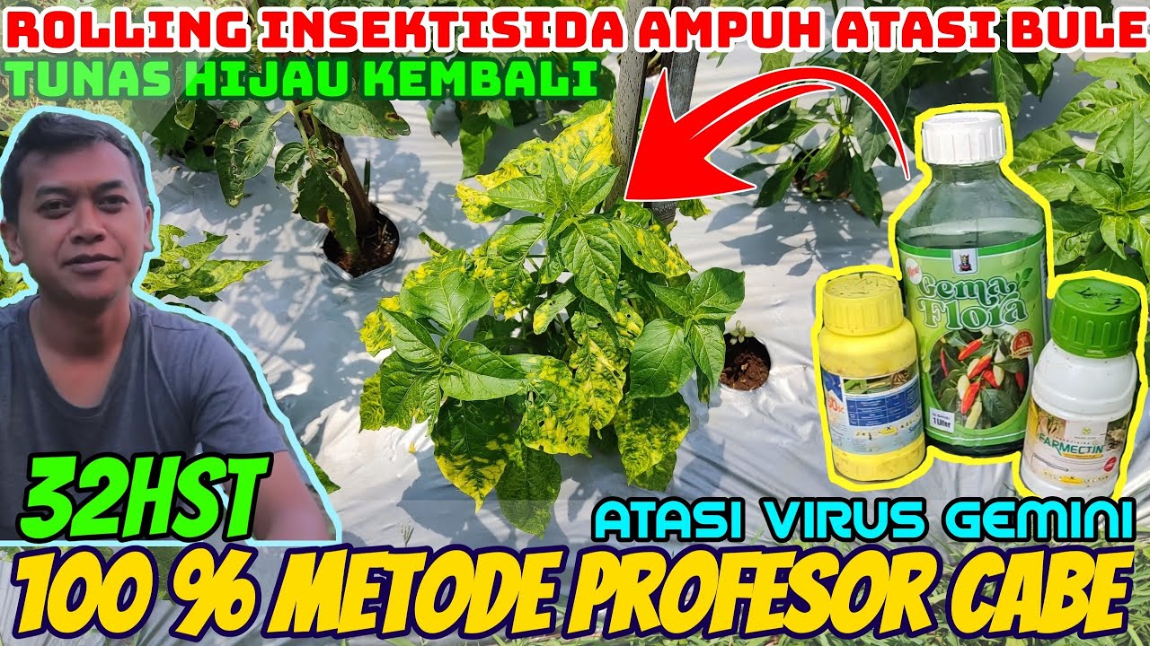 32hst Mengobati virus gemini / bulai pada tanaman cabe metode profesor cabe