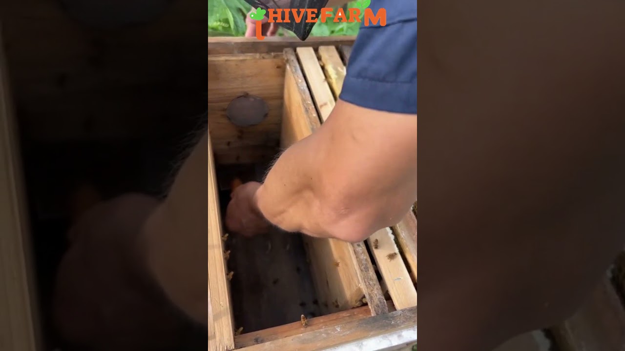 Clearing Mites from the Hive | Essential Beekeeping Care#beekeeping #beekeepers