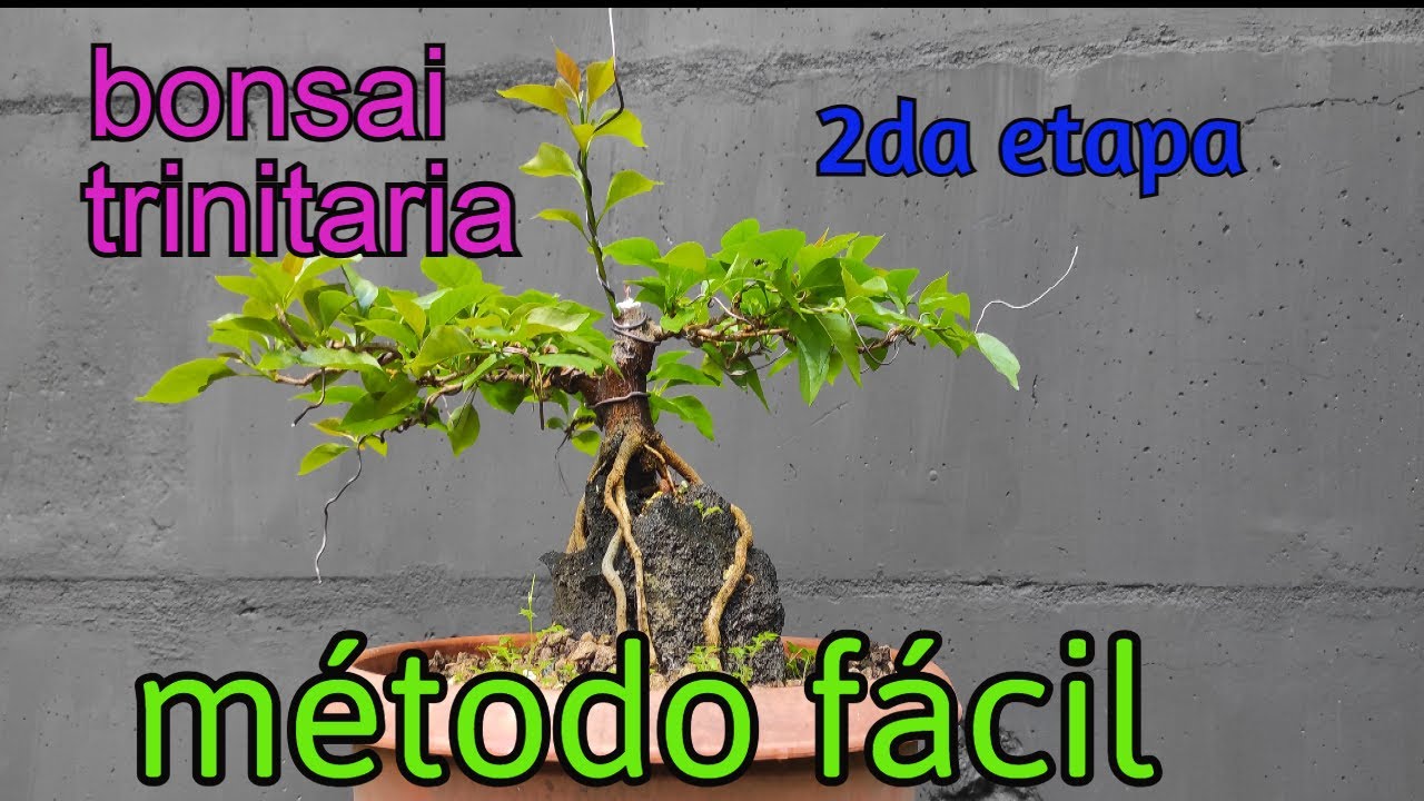 Como hacer bonsái de trinitaria desde acodo 2da parte (por Aníbal Blandón)