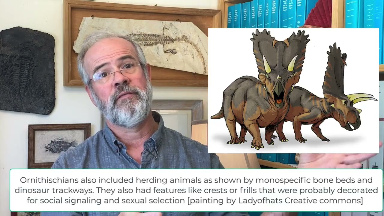 V41 Dinosaurs